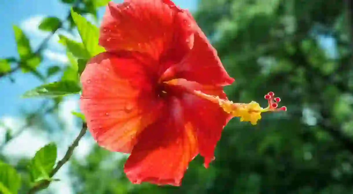 Red hibiscus flower