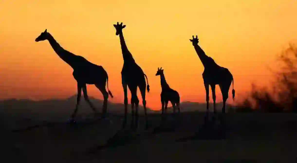 A family of African Giraffes silhouetted at sunset