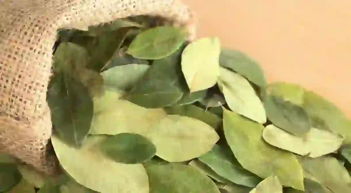 Dried coca leaves in jute sack