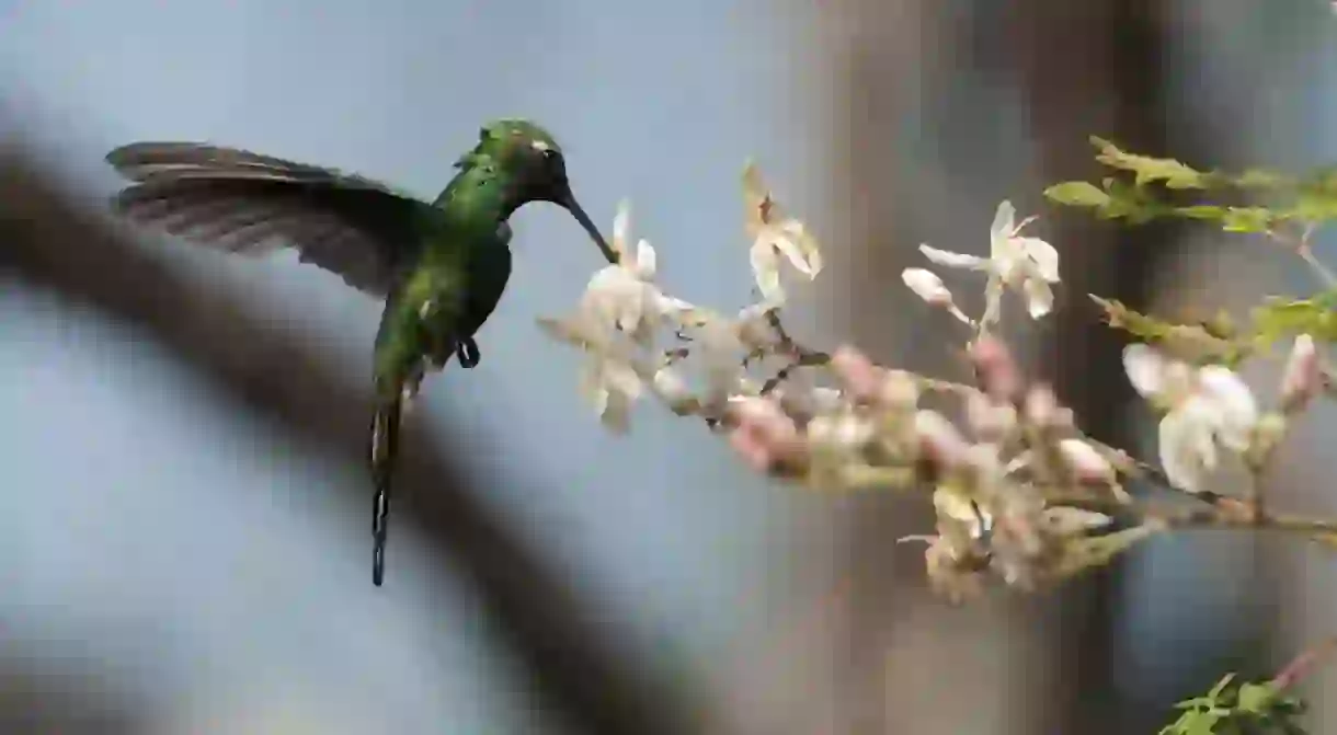 Cuban emerald hummingbird (chlorostilbon ricordii), Cienaga de Zapata, Cuba