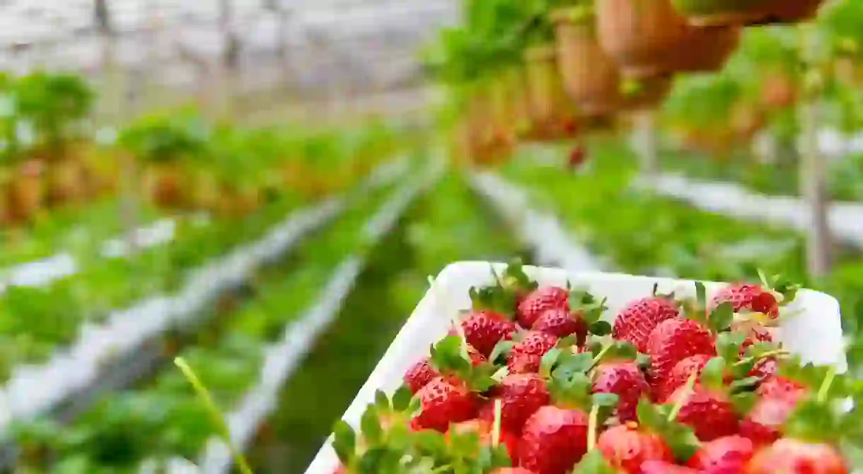 Go strawberry-picking at Knaus Berry Farm