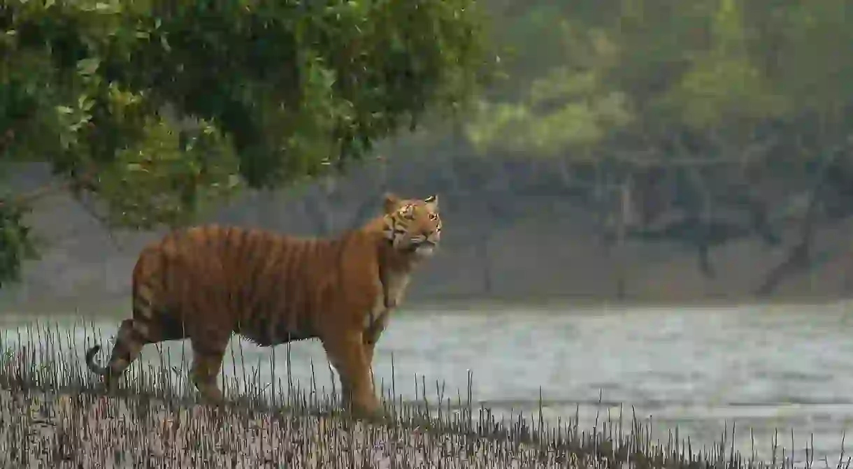 Royal Bengal Tiger at Sundarbans National Park