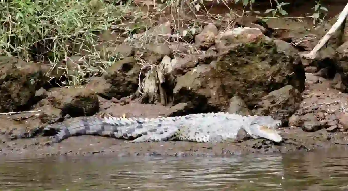 Crocodile smile