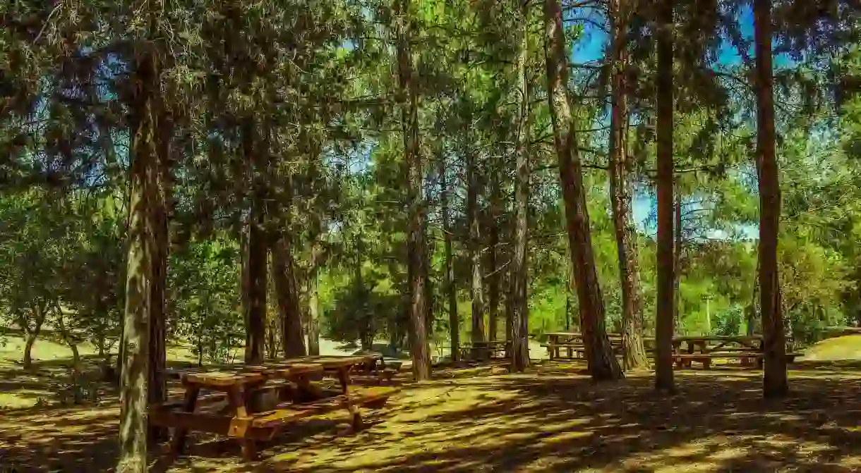 Pause for a picnic under a green canopy