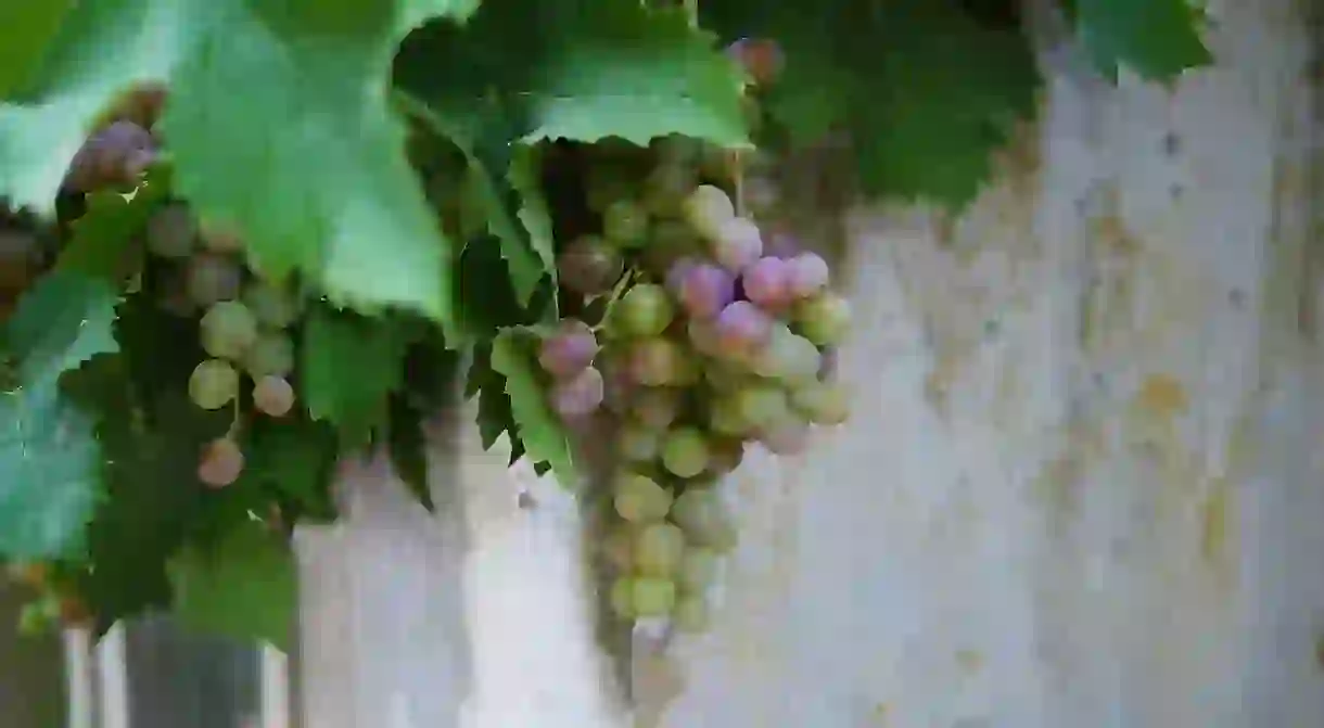 Grapes at a vineyard