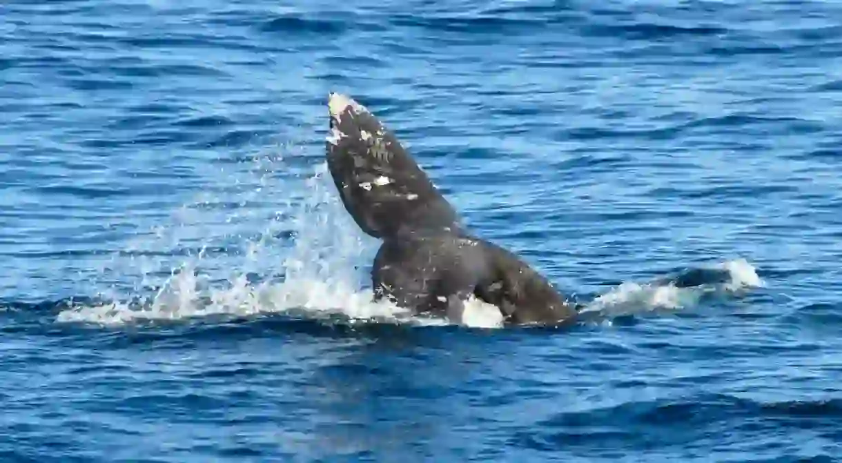 A whales tail spotted near San Diego