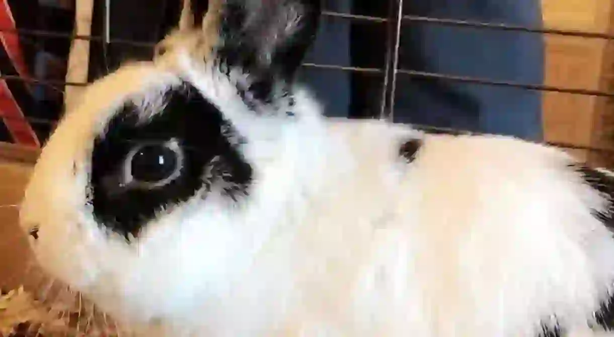 Marlon Bundo, the Pence familys pet rabbit