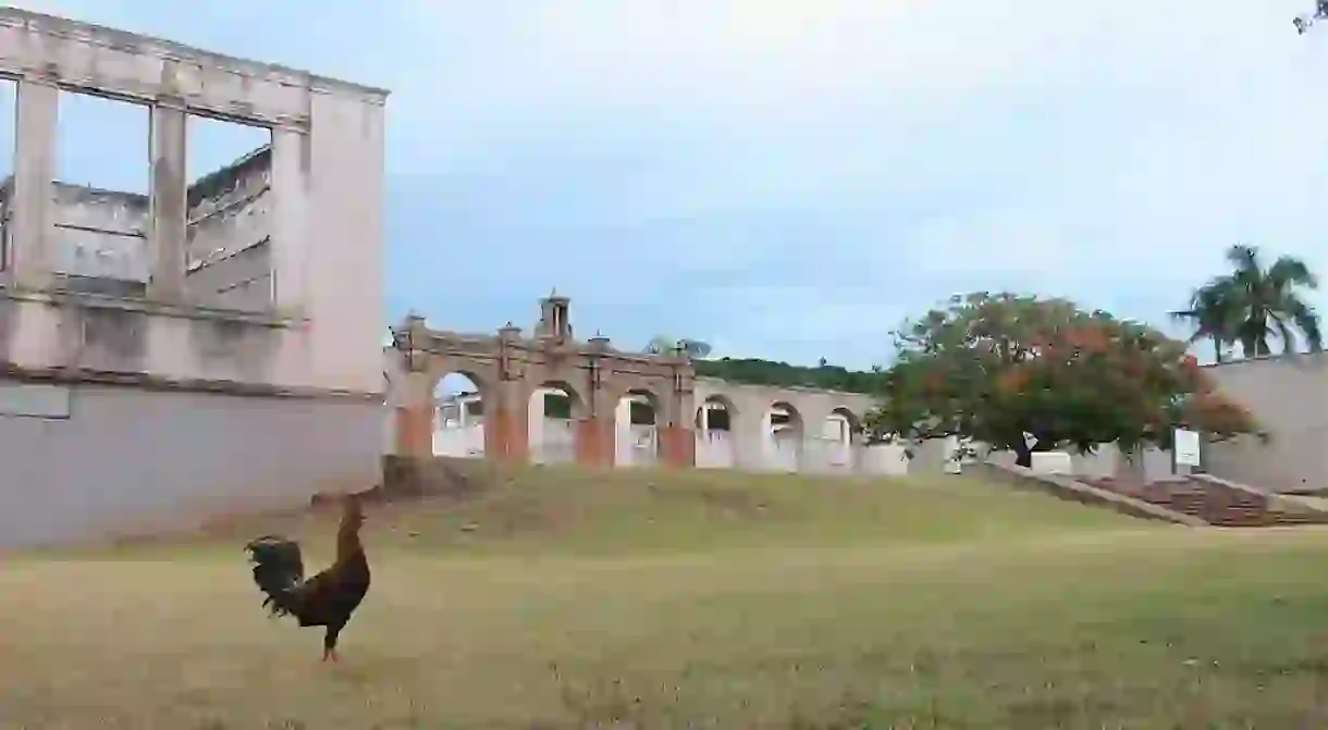 Ruins of Old Maui High School with a male red junglefowl in the foreground