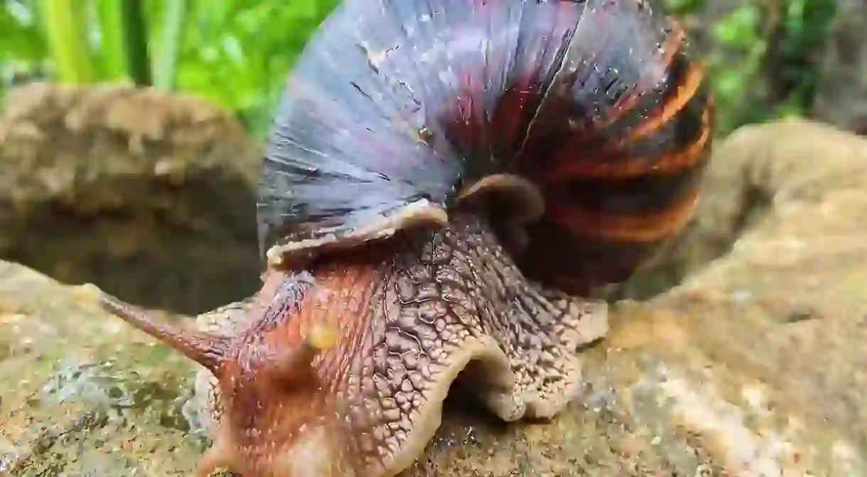 The giant African land snail has multiple health benefits