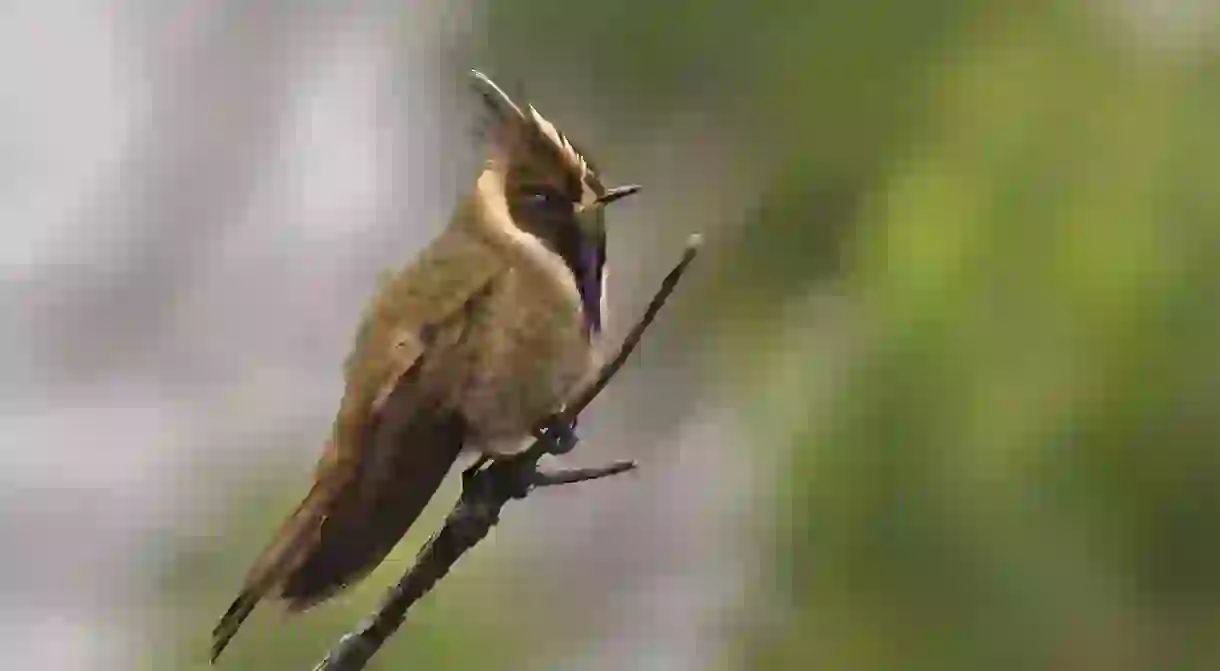 Buffy Helmetcrest in Colombia