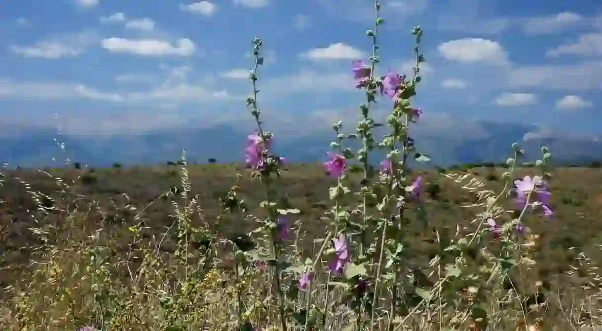 Beautiful wildflowers in Crete