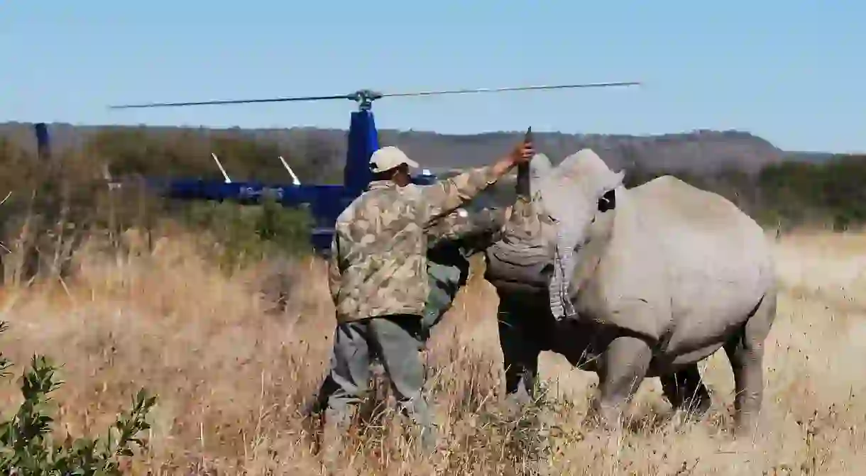 Microchipping a rhino in Madikwe