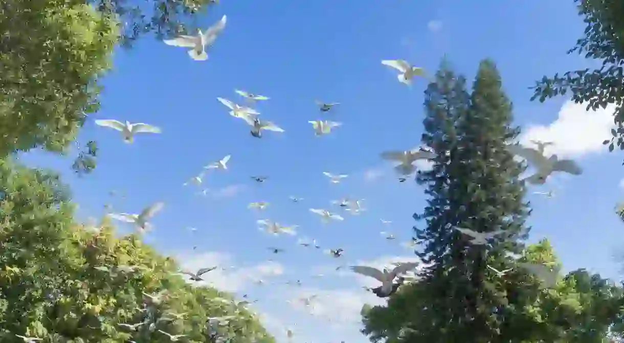 Birds take to the skies in Taichung Park