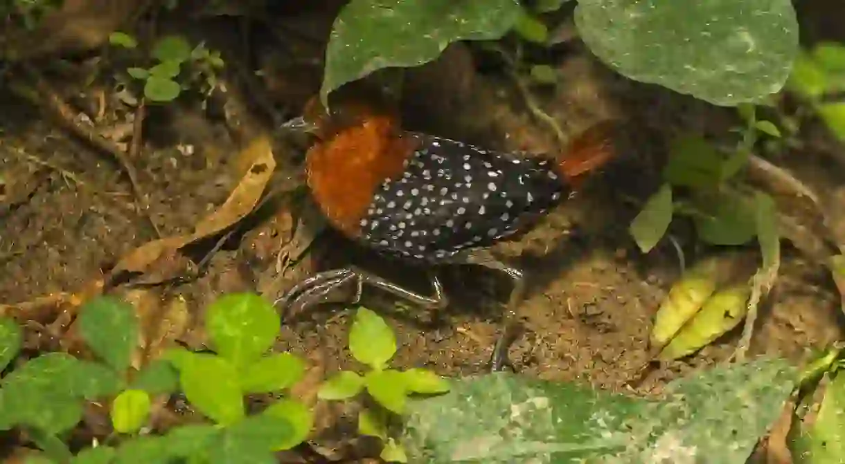 White-spotted flufftail