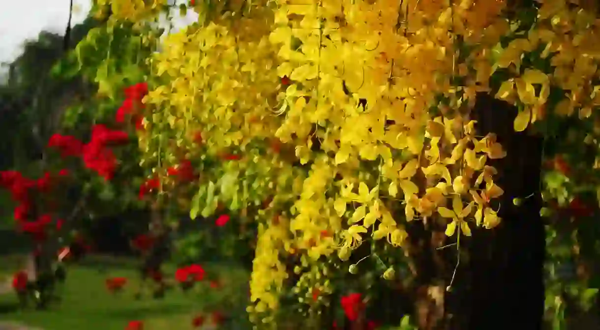 The bright yellow flowers of ratchaphruek