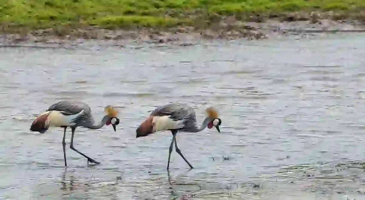 Crowned crane at Kafue National Park