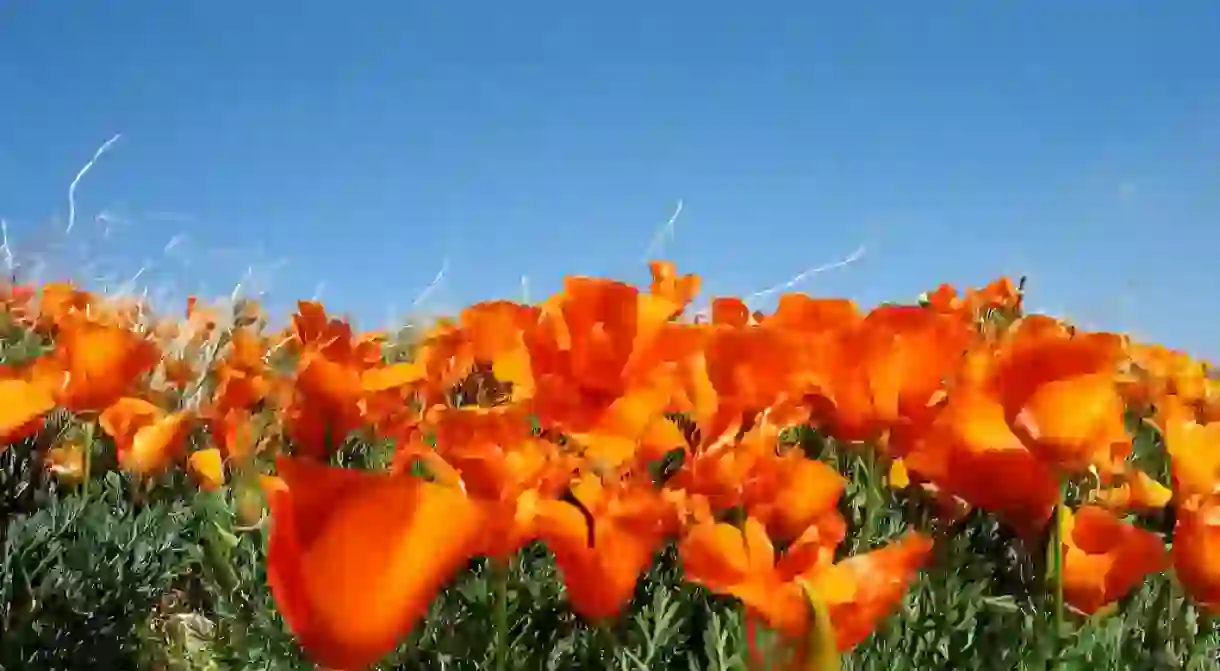 Poppies in the Antelope Valley Poppy Reserve