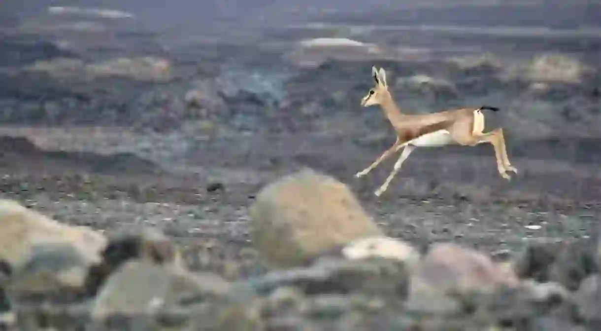 Baby deer near Lake Assal, Djibouti