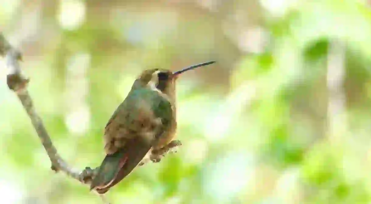 Xantus’s hummingbird