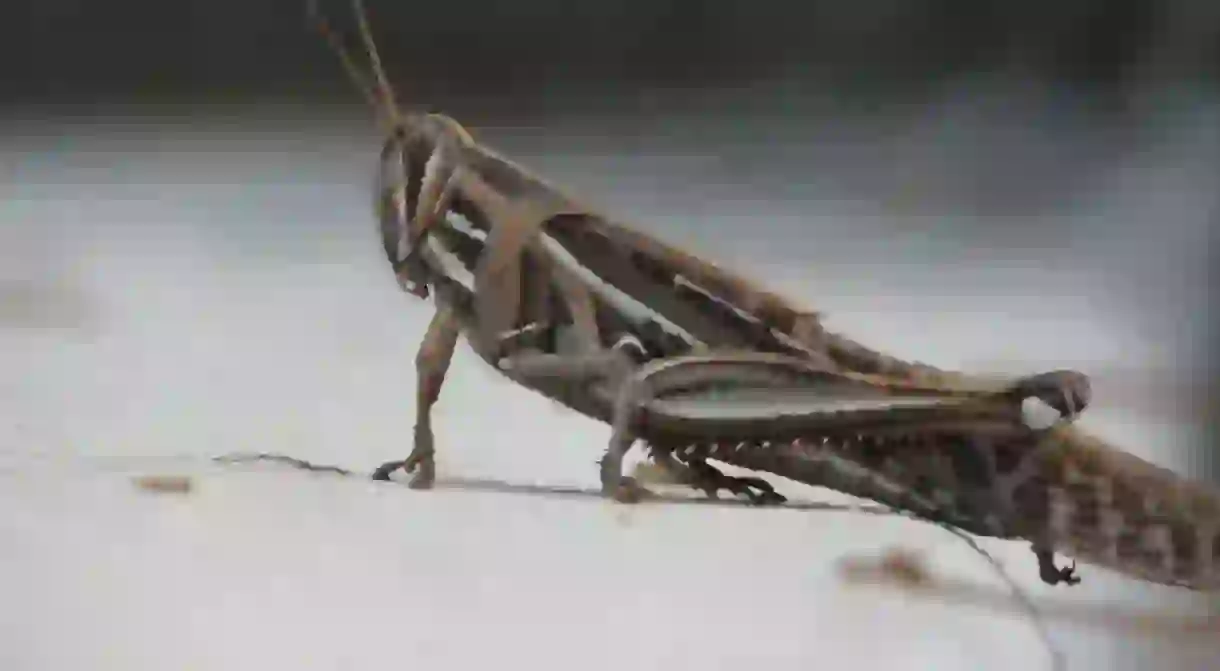 A plague of grasshoppers almost destroyed Minnesota