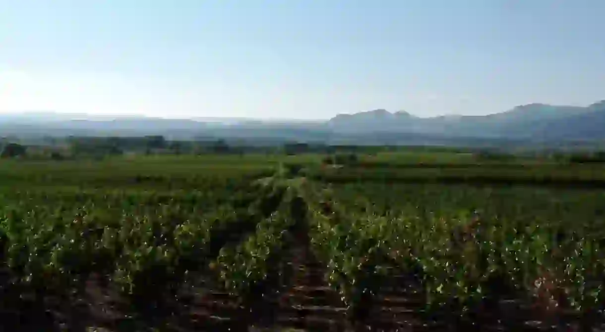 Vineyards of the Languedoc