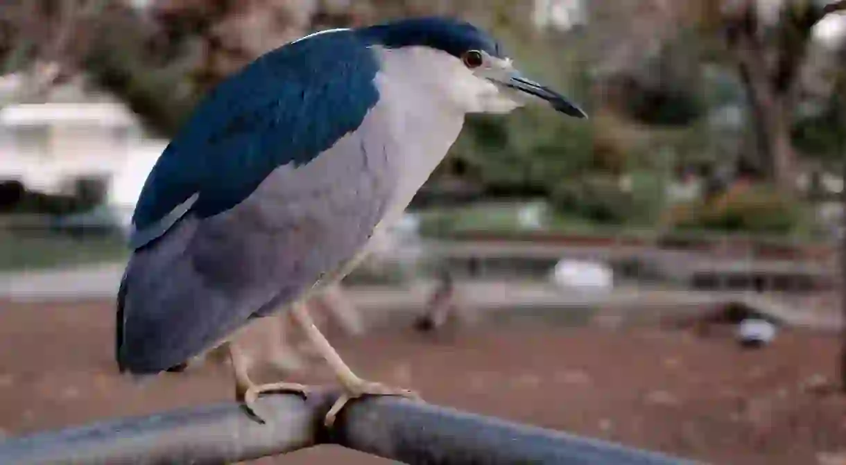 A black-crowned night heron