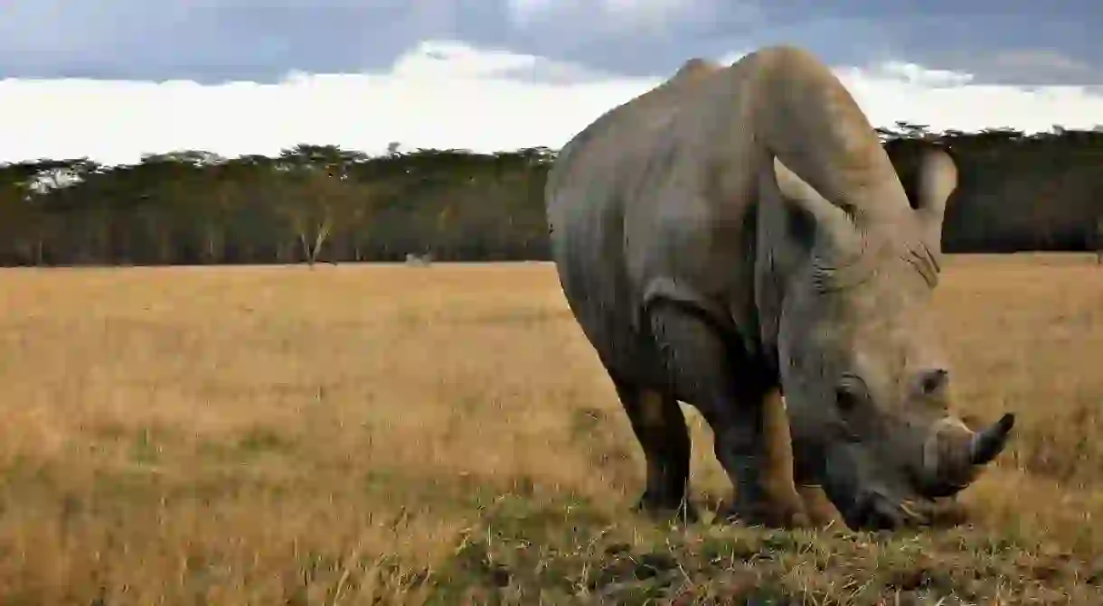 White rhino