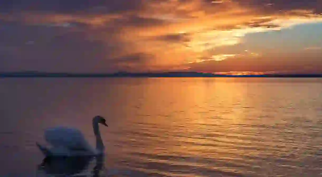 A swan floating on Lake Constance