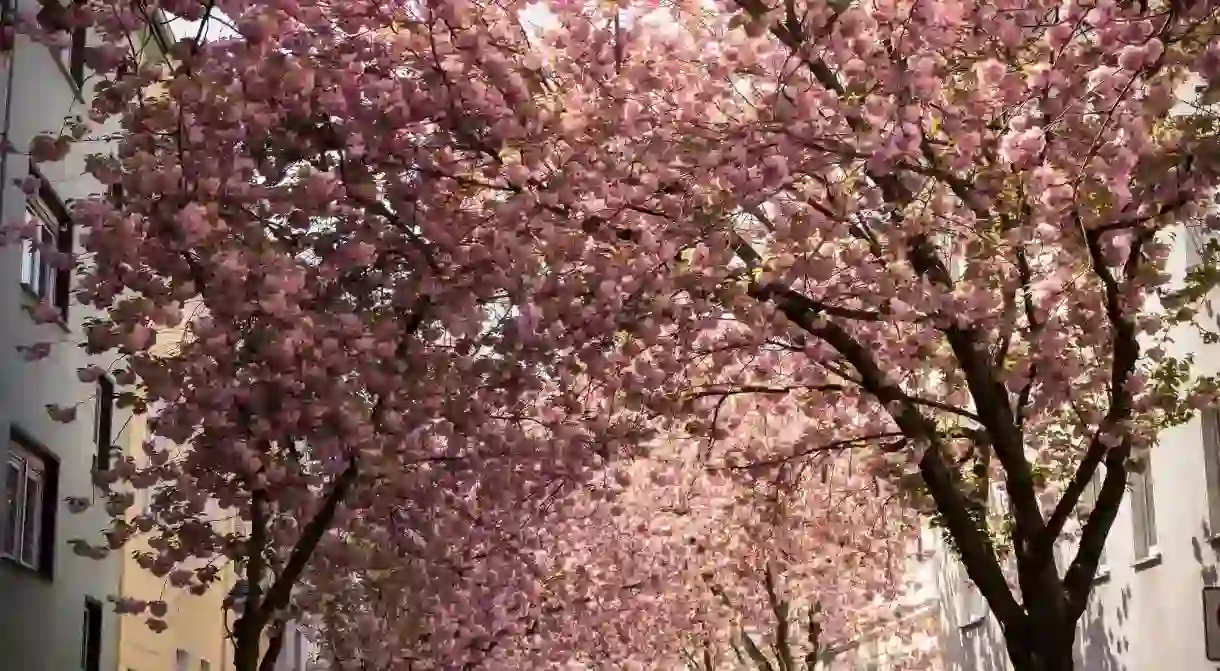 Beautiful blossoms in Bonn, Germany