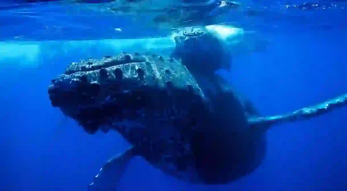 Humpback whale and calf