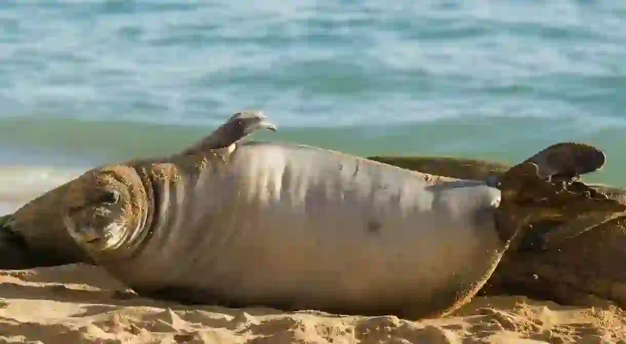 Hawaiian Monk Seals