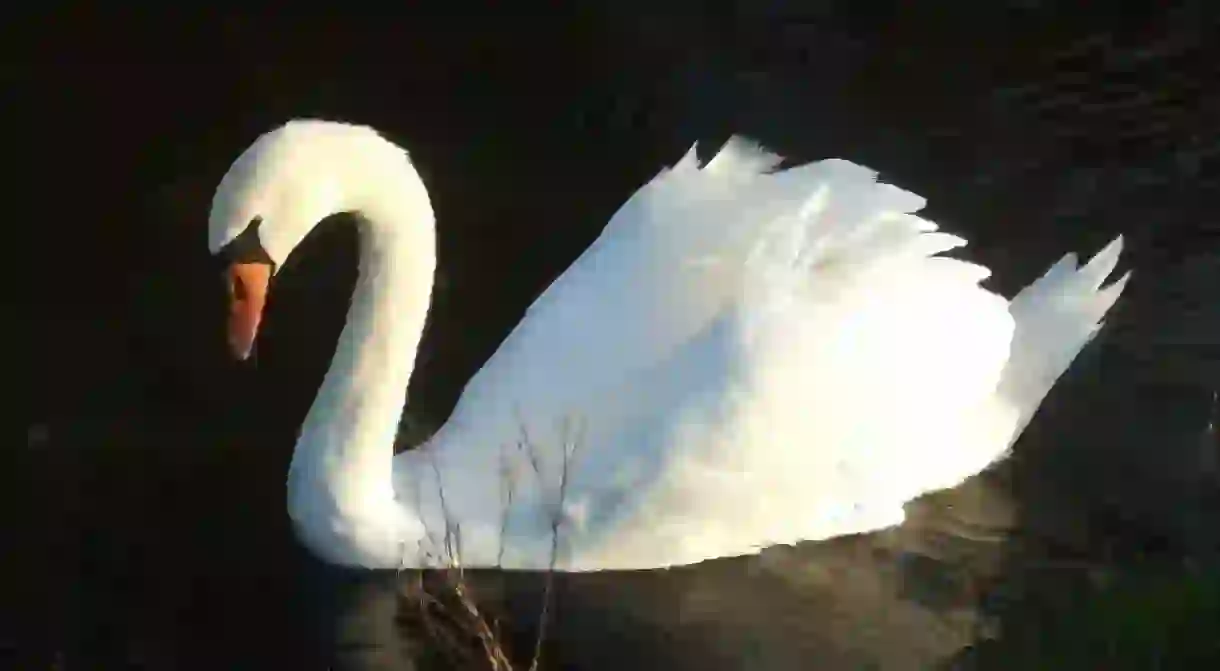 A swan in St Cross, England