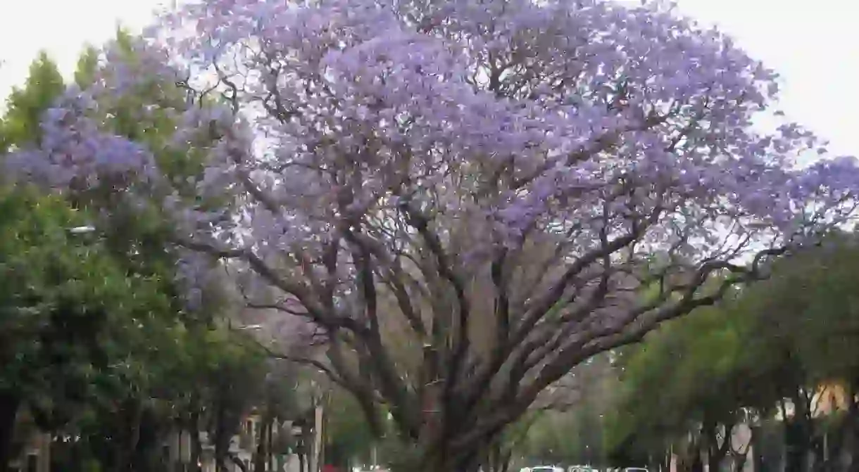 Jacarandas blooming in Mexico City