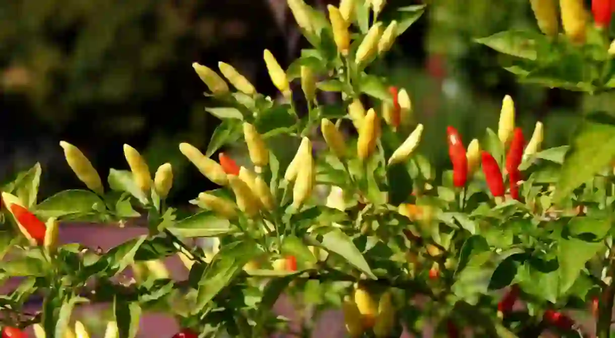 Capiscum frutescens, also known as Tabasco® chile peppers