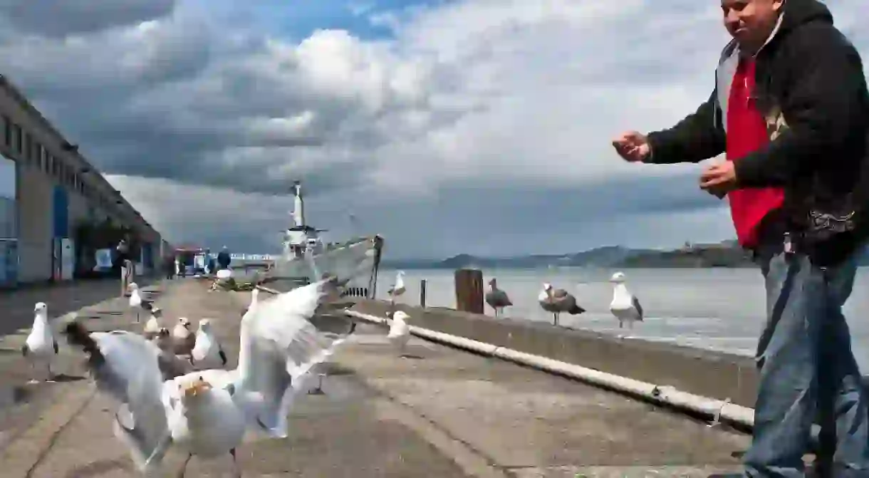 A seagull catching a snack