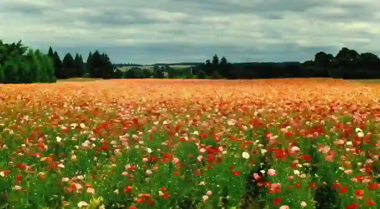 Poppies in