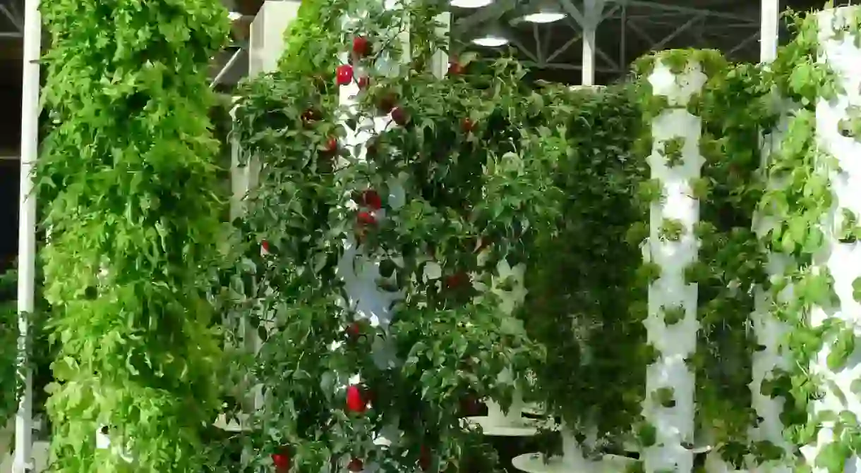 An example of vertical farming, Chicago OHare Airport