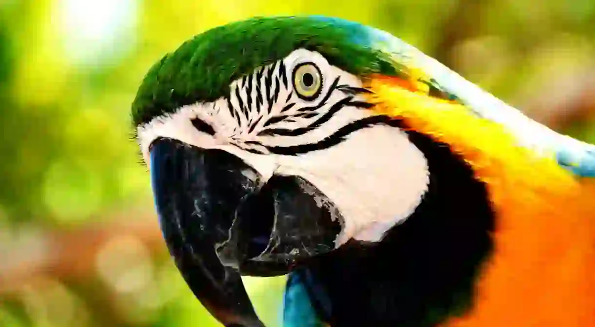 Birdlife in Bolivia