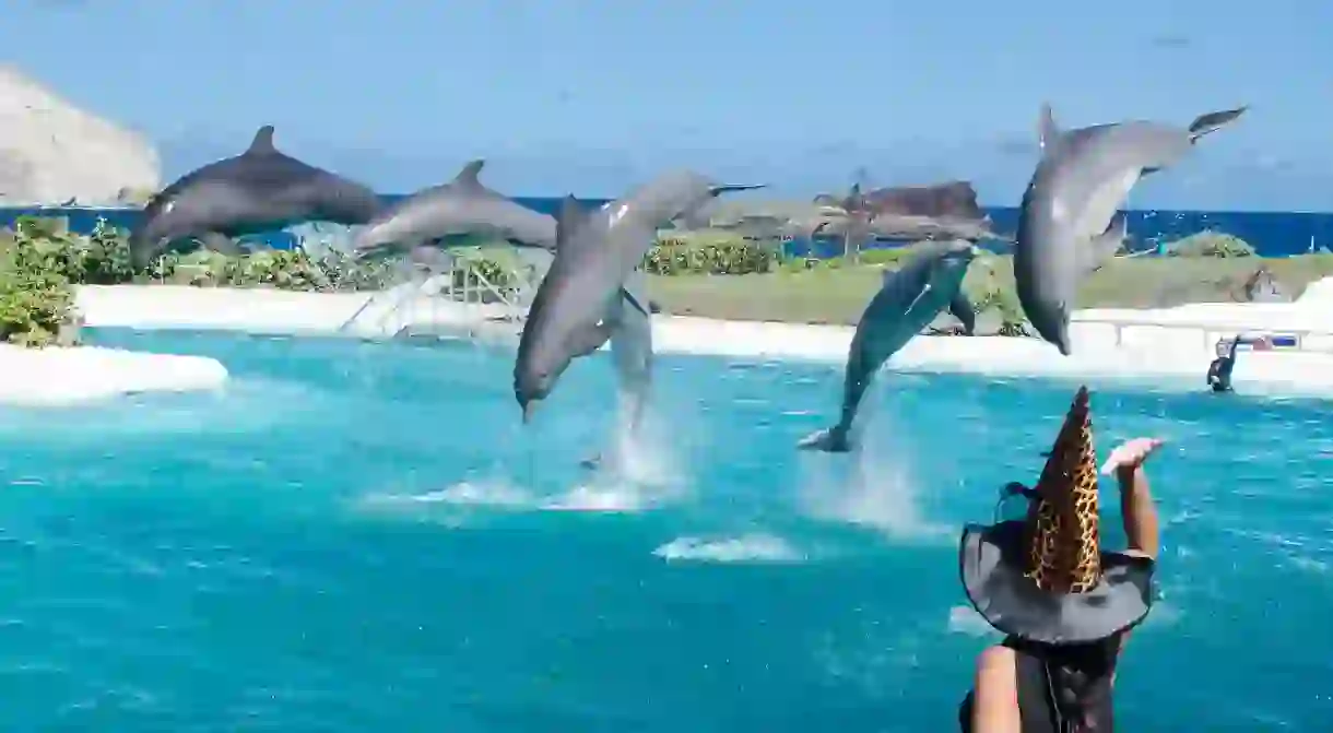 Sea Life Park dolphin show