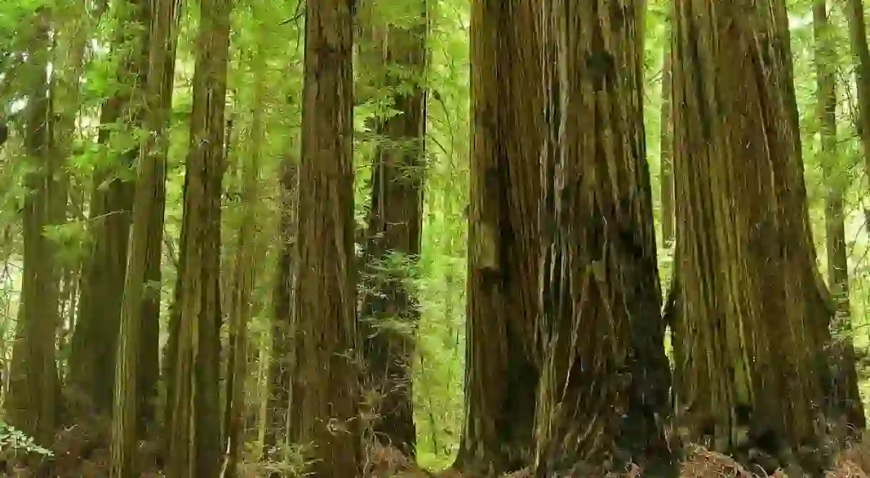 Majestic redwoods