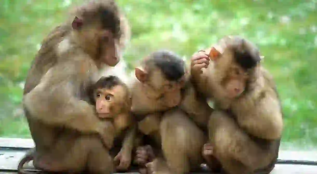 Monkey family in ZOOM Erlebniswelt Gelsenkirchen