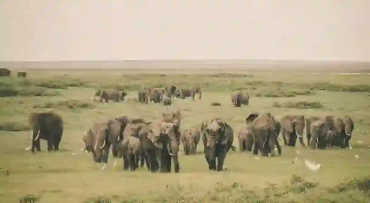 A herd of elephants in Kenya’s Amboseli National Park