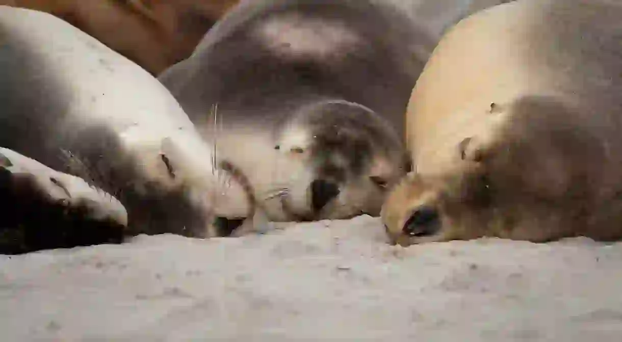 Australian sea lions on Kangaroo Island