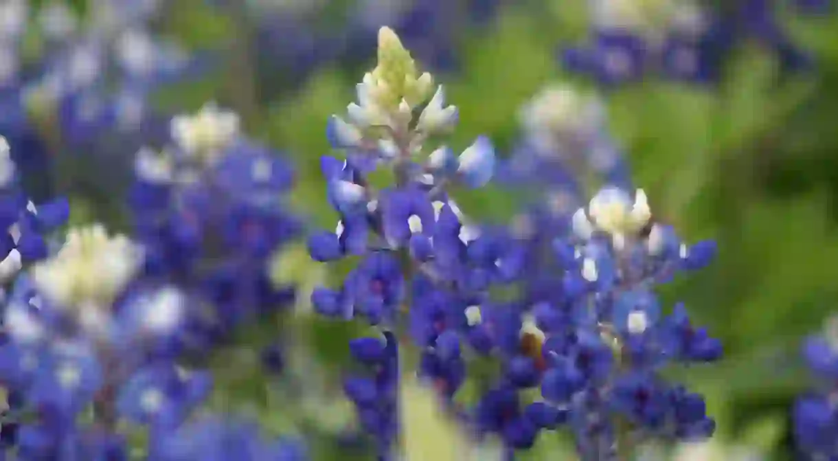 Bluebonnets