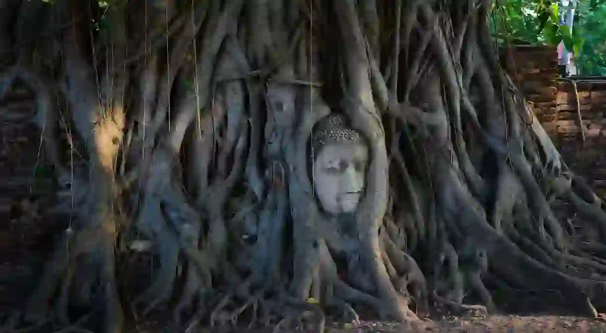 The head in the roots