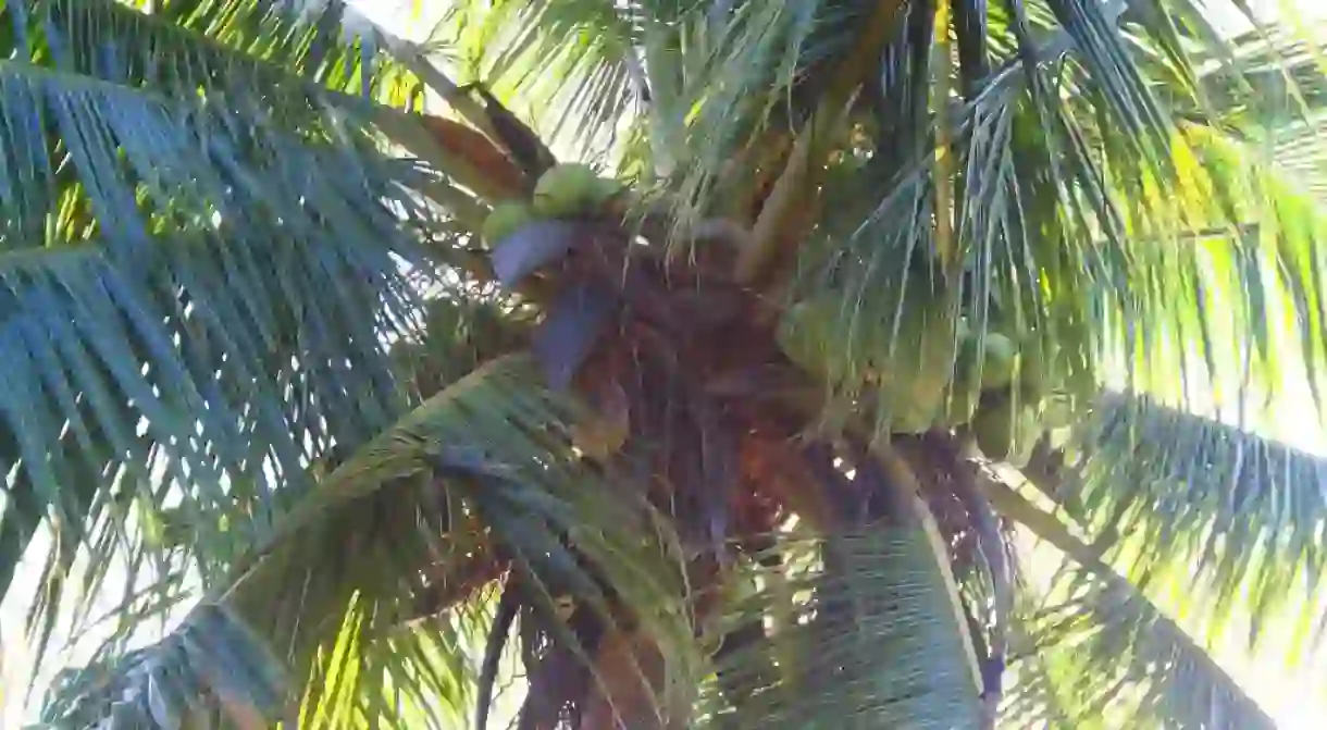 Coconuts: the essence of the Caribbean