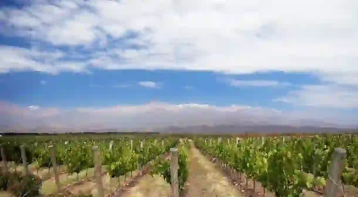 A beautiful vineyard in Mendoza, Argentina