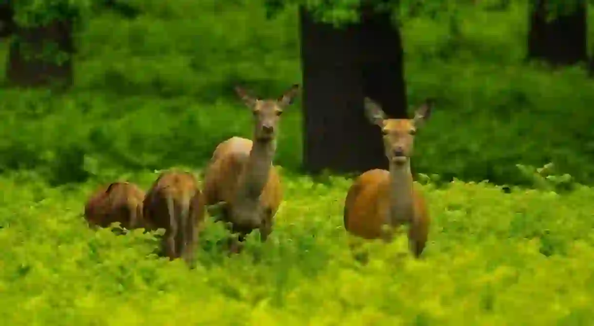 Deer family in the forest