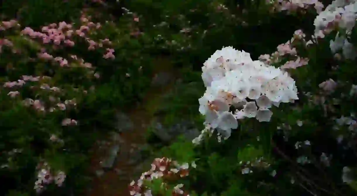 Dolly Sods Mountain Flowers Trail