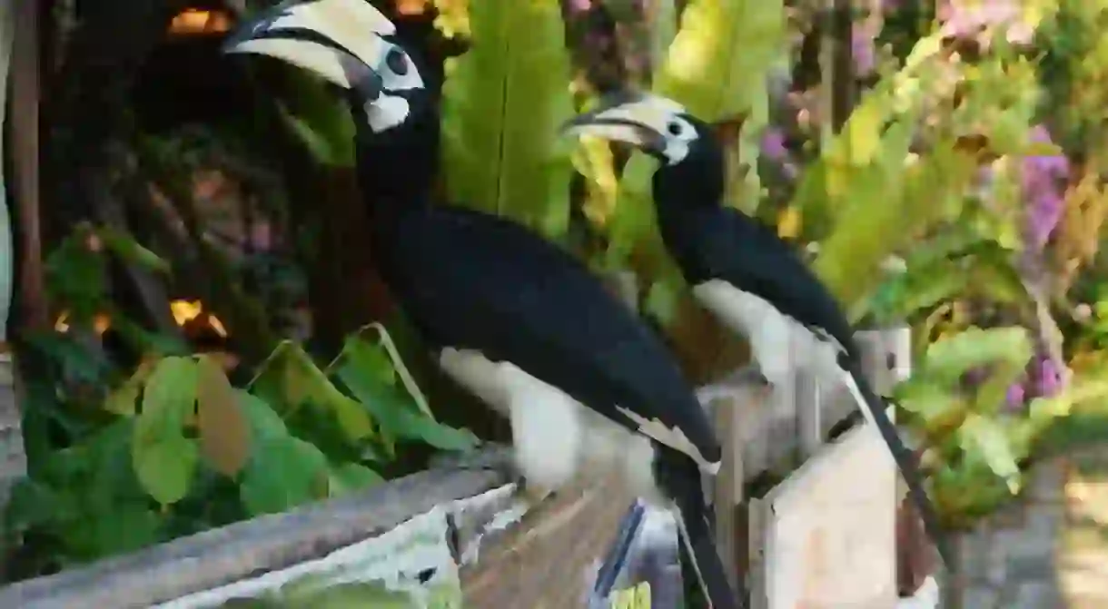 Oriental Pied hornbills in Pangkor Island, Malaysia